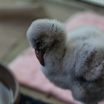 hand-reared flamingo